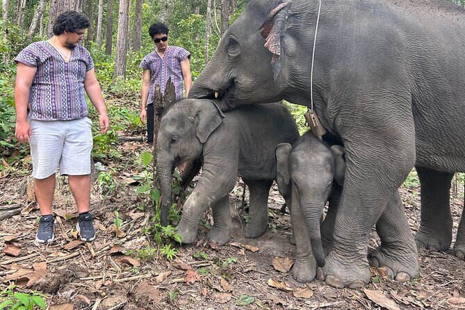 Chiang Mai 1 Day: Elephant Sanctuary, Waterfall & Bamboo Rafting - An In-Depth Look: The Itinerary