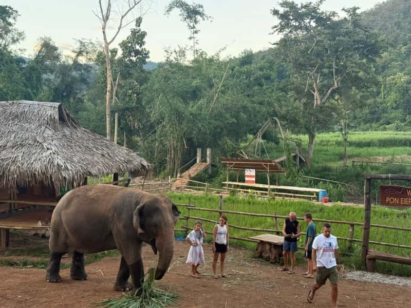 Chiang Mai 2-Day: Good Morning Elephant & Overnight Homestay - Good To Know