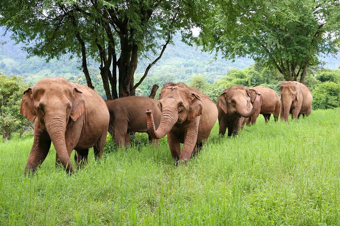 Chiang Mai 2 Days 1 Night Trek Zipline Elephant Sanctuary White Water Rafting - Soaring Through the Treetops on a Thrilling Zipline Adventure