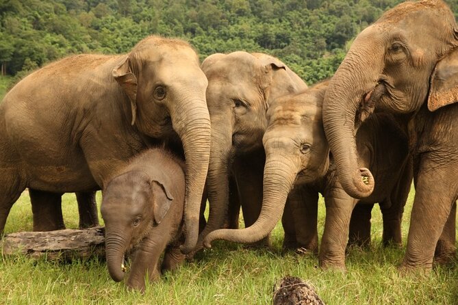 Chiang Mai 2 Days 1 Night Trek Zipline Elephant Sanctuary White Water Rafting - Interacting With Gentle Giants at an Elephant Sanctuary