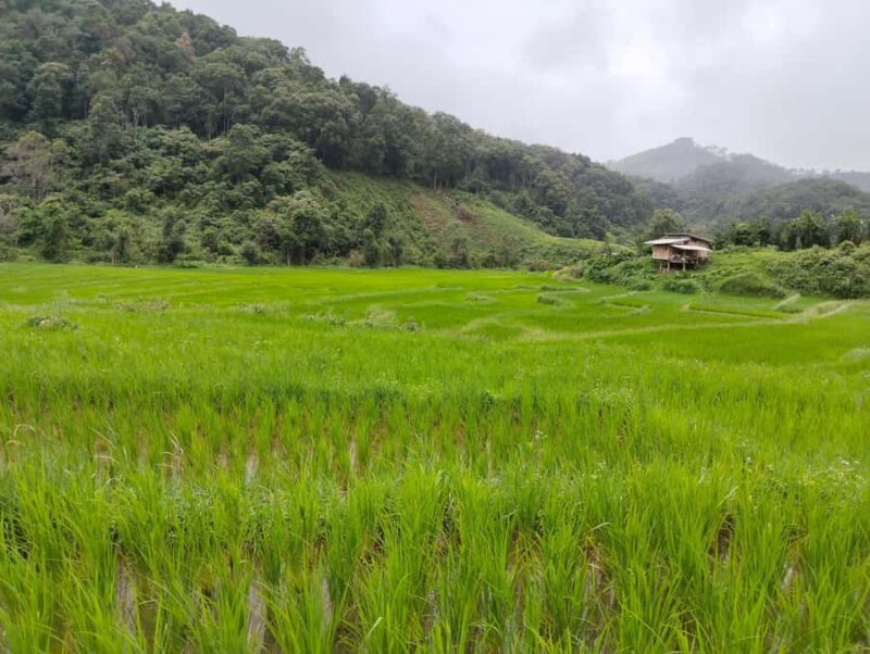 Chiang Mai: 2-Days Chiang Mai Hill tribe Trek - What Makes This Tour Stand Out
