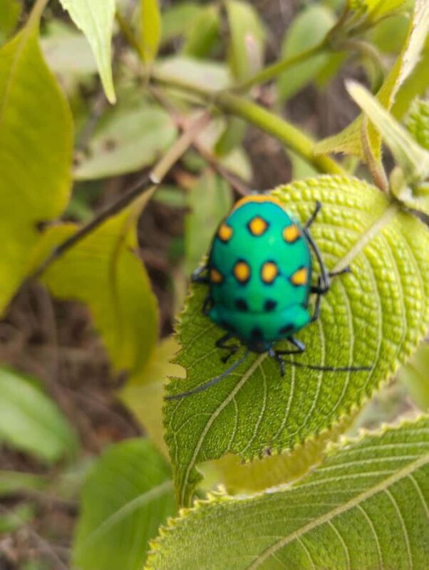 Chiang Mai: 2-Days Chiang Mai Hill tribe Trek - FAQ