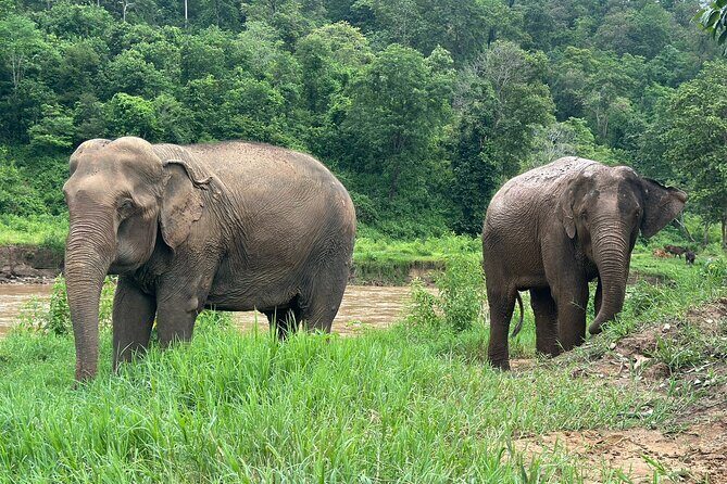Chiang Mai 3 in 1 Zipline, Elephants and Sticky Waterfall - Final Thoughts: Is This Tour Right for You?