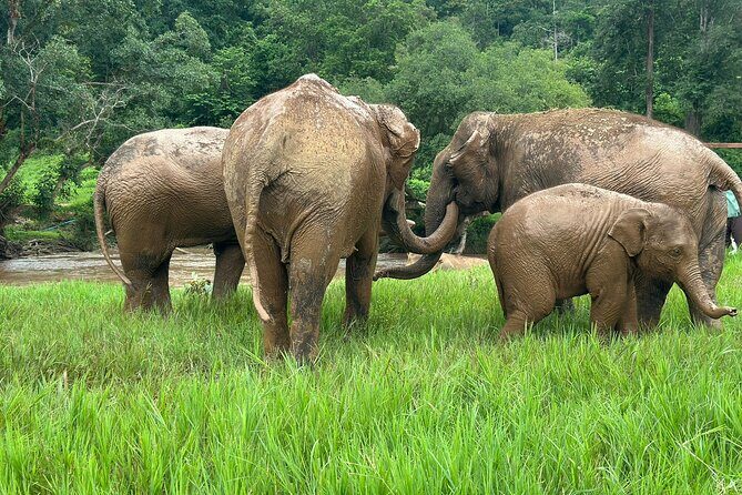 Chiang Mai 3 in 1 Zipline, Elephants and Sticky Waterfall - Value for Money