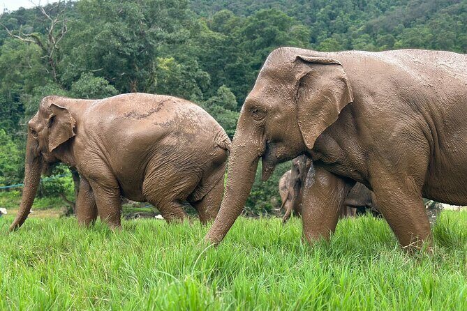 Chiang Mai 3 in 1 Zipline, Elephants and Sticky Waterfall - Who Should Consider This Tour?