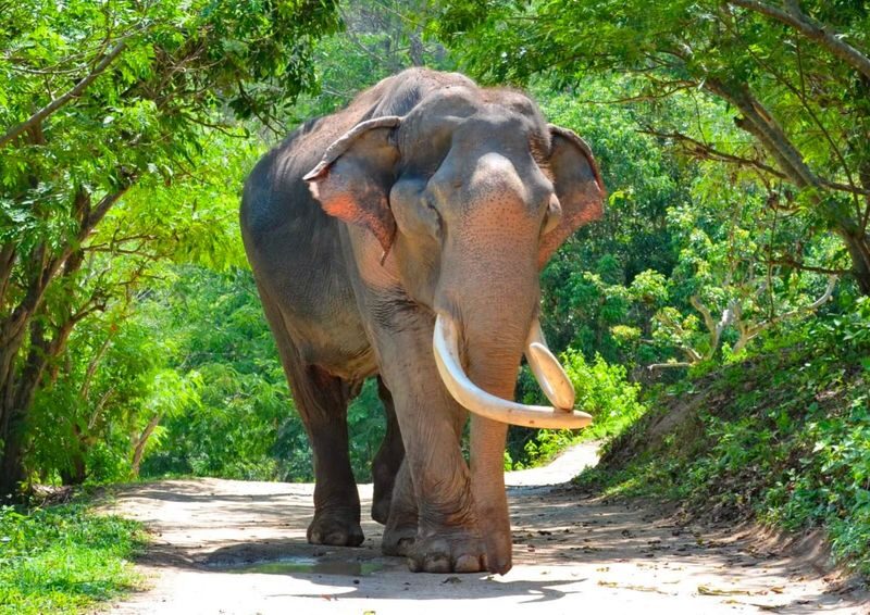 Chiang Mai Adventure: Elephant Village & Zipline Coaster(MyProGuide) - Four things to know before you go