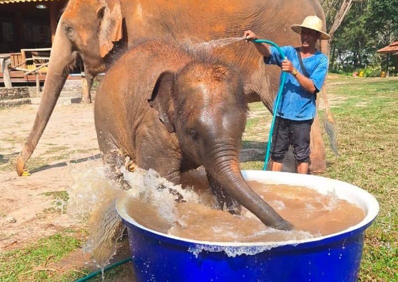 Chiang Mai Adventure: Elephant Village & Zipline Coaster(MyProGuide) - 2:30 p.m. at The Grand Morocc Hotel