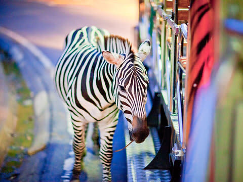 Chiang Mai Afternoon & Night Safari Full-Day Tour - The appeal of a zoo after dark