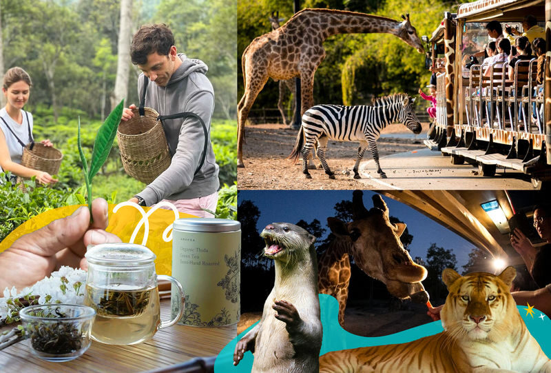Chiang Mai Araksa Tea Garden & Night Safari Half-Day Private Tour - Araksa’s tea fields make the day more than a drive