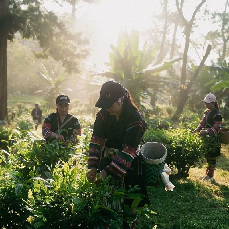 Chiang Mai Araksa Tea Garden & Night Safari Half-Day Private Tour - An 11 a.m. pickup leaves a long afternoon