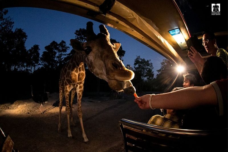 Chiang Mai Araksa Tea Garden & Night Safari Half-Day Private Tour - The safari tram trades walking for close views