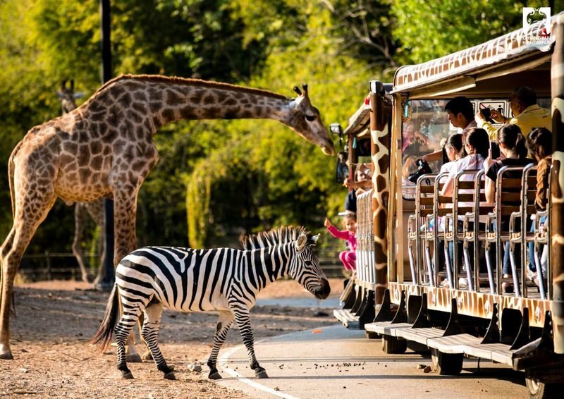 Chiang Mai Araksa Tea Garden & Night Safari Half-Day Private Tour - Who will enjoy this combination