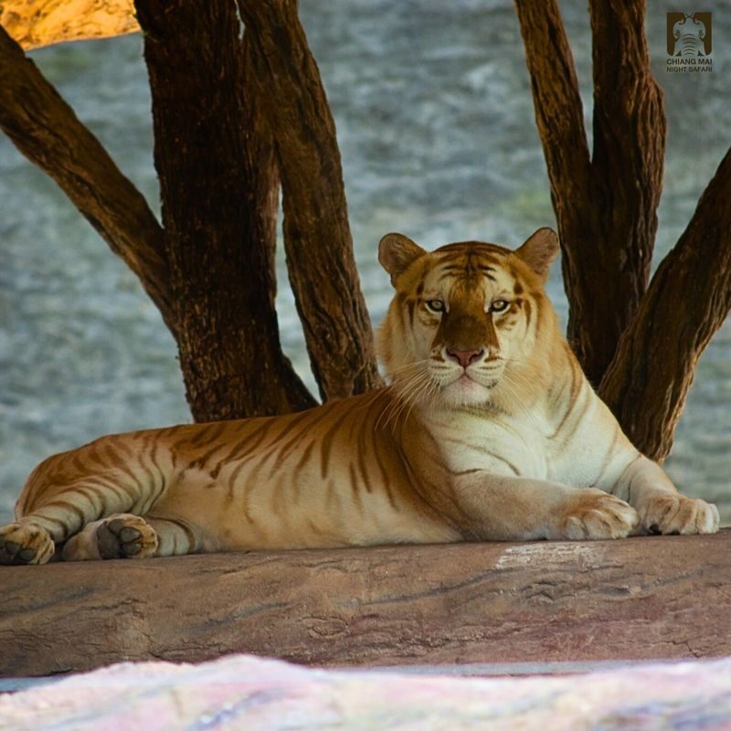 Chiang Mai Araksa Tea Garden & Night Safari Half-Day Private Tour - Booking and practical notes
