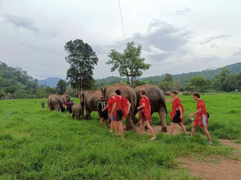 Chiang Mai : ATV Tour + Elephant Care - The Value of This Experience