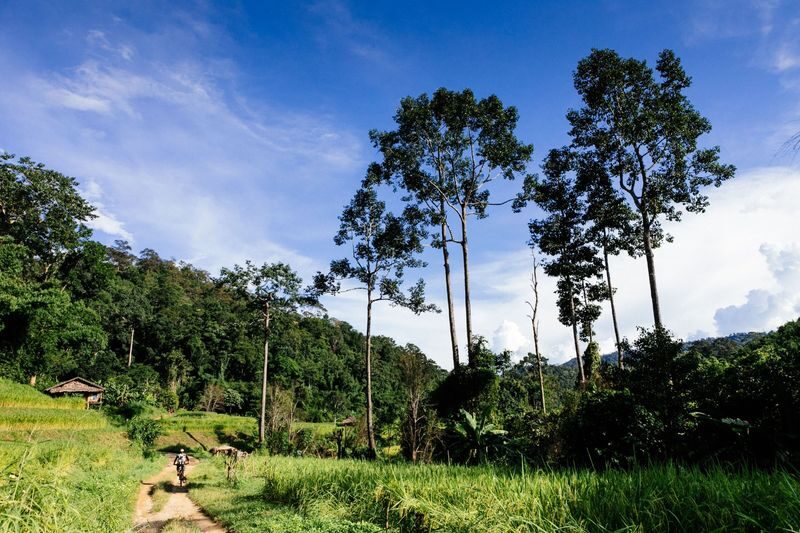 Chiang Mai Biking Day Tour by Trailhead - Fields of Gold: a longer ride with a tougher edge
