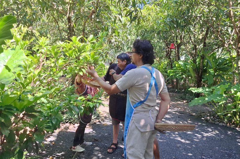 Chiang Mai CASA DE MANGO Full-Day All Inclusive Cooking Class & Elephant Sanctuary Experience - Who will enjoy this day most