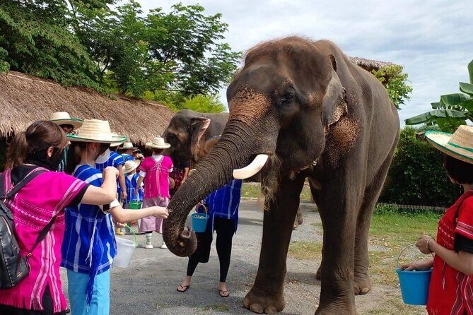 Chiang Mai Chapulin Elephant Care and Sticky Waterfall - Good To Know