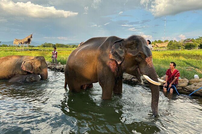 Chiang Mai Chapulin Elephant Care and Sticky Waterfall - Authentic Encounters and Review Highlights