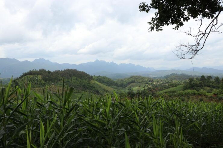 Chiang Mai: Chiang Dao Cave, Sticky Waterfall With Longneck - Tour Highlights