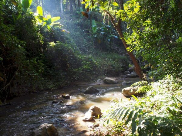 Chiang Mai: Chiang Dao Caves and Jungle Trek With Lunch - Questions You May Have