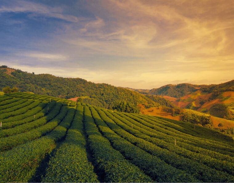 Chiang Mai: Chiang Rai Highlights & Scenic Landscapes Tour - Key Attractions