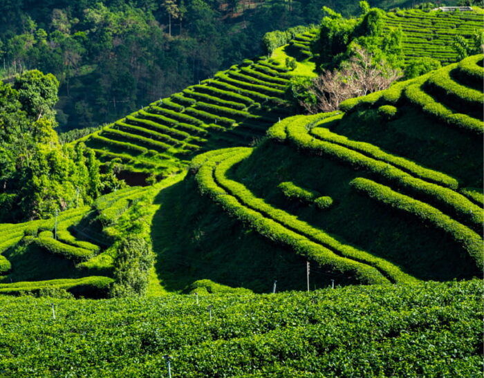 Chiang Mai: Chiang Rai Highlights & Scenic Landscapes Tour - Taking in Doi Mae Salongs Tea Culture