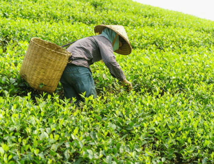 Chiang Mai: Chiang Rai Highlights & Scenic Landscapes Tour - Frequently Asked Questions