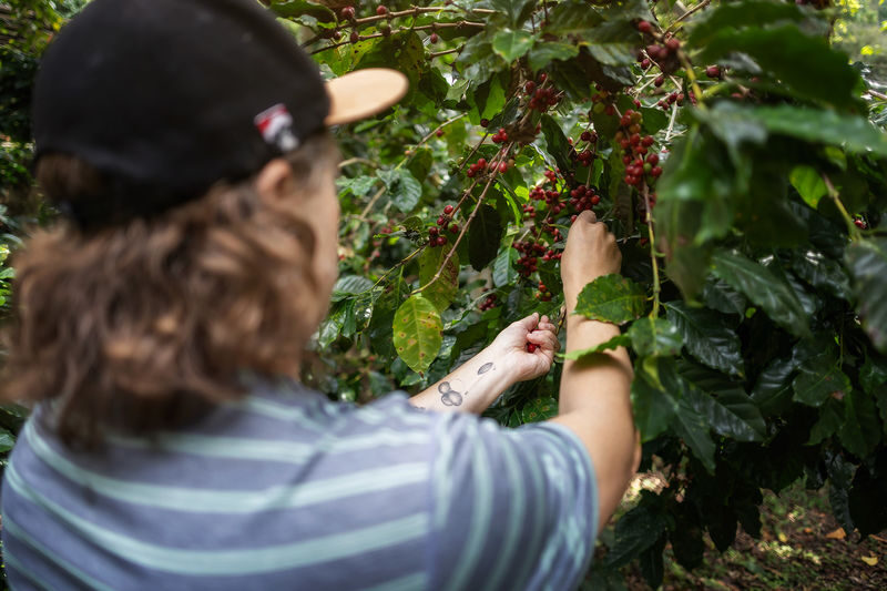 Chiang Mai: Coffee Process & Tasting - From Cherry to Cup - A morning trip from Chiang Mai to Pang Hai