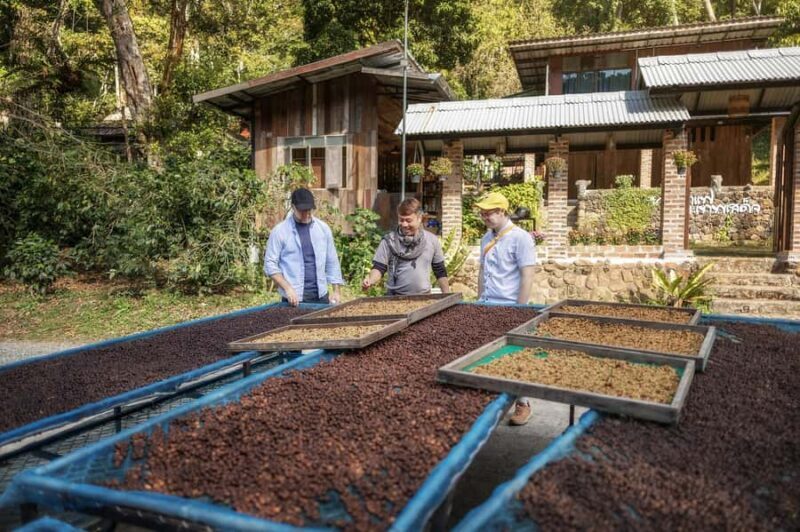 Chiang Mai : Coffee Process & Tasting  From Cherry to Cup - Good To Know