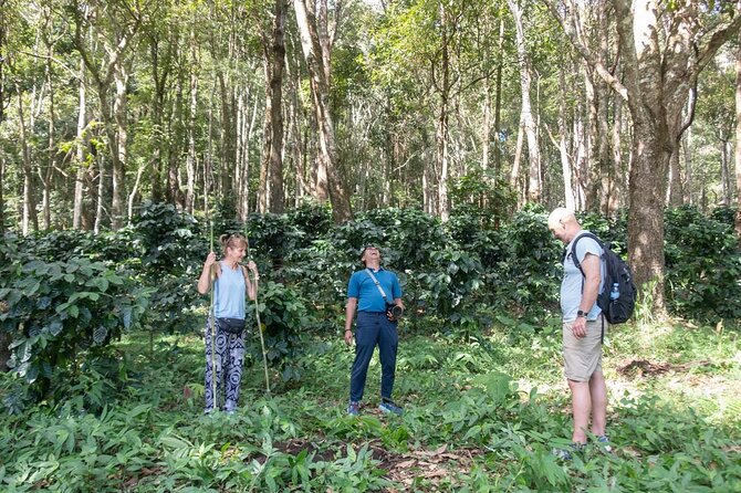 Chiang Mai Coffee Tour: Trekking to Farm, Roast and Brew Workshop - Take Home Your Own Brewed Coffee Creations