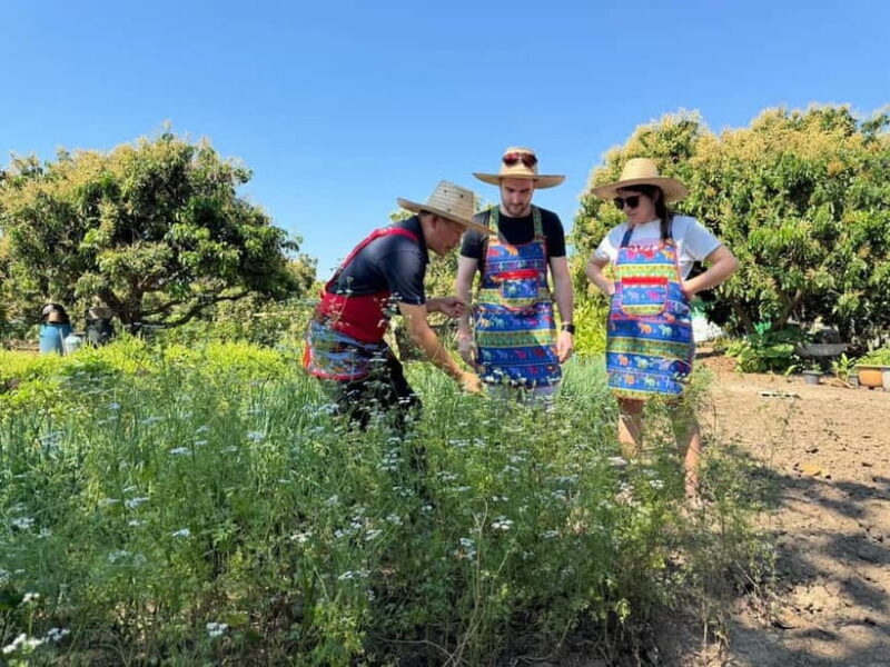 Chiang Mai : Cook in Farm, Market tour & Go by a Local Train - Good To Know