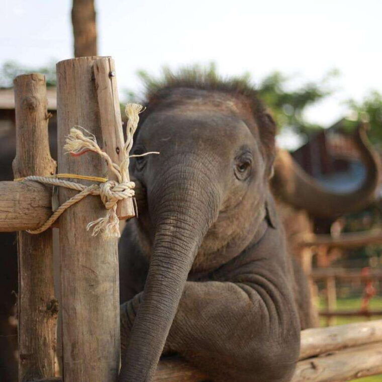 Chiang Mai: Dantewada ,Wat Ban Den Temple & Cafe Elephant - Accessibility and Flexibility
