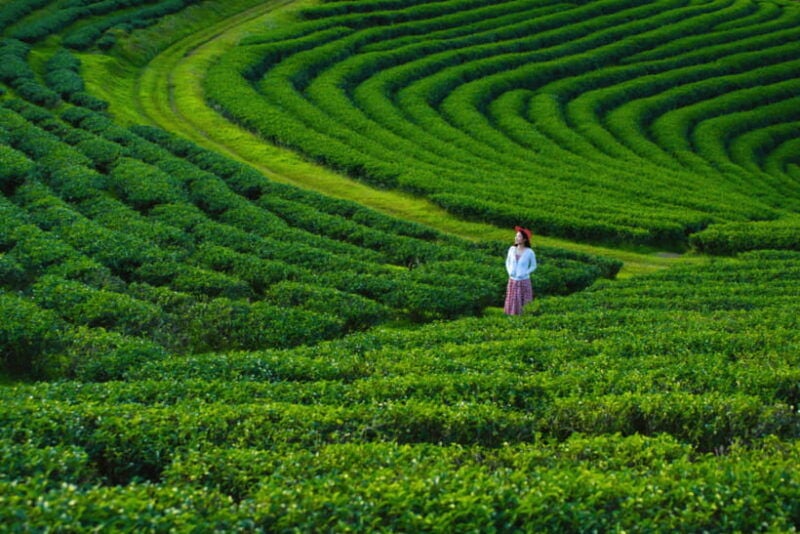 Chiang Mai: Day Trip to Chiang Rai Temples & Golden Triangle - Itinerary Highlights