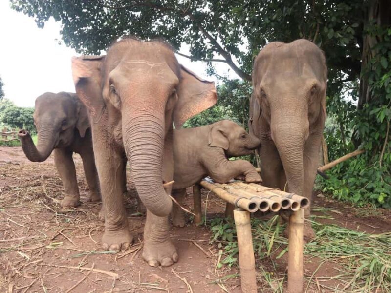 Chiang Mai: Doi Inthanon and Elephant Sanctuary Tour - Good To Know