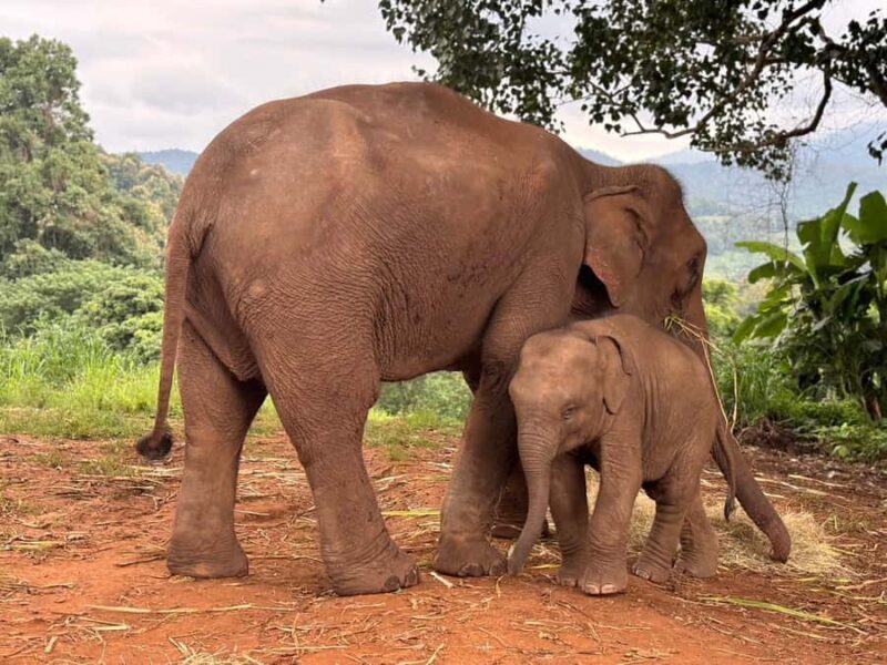Chiang Mai: Doi Inthanon and Elephant Sanctuary Tour - Authentic and Respectful Animal Encounters