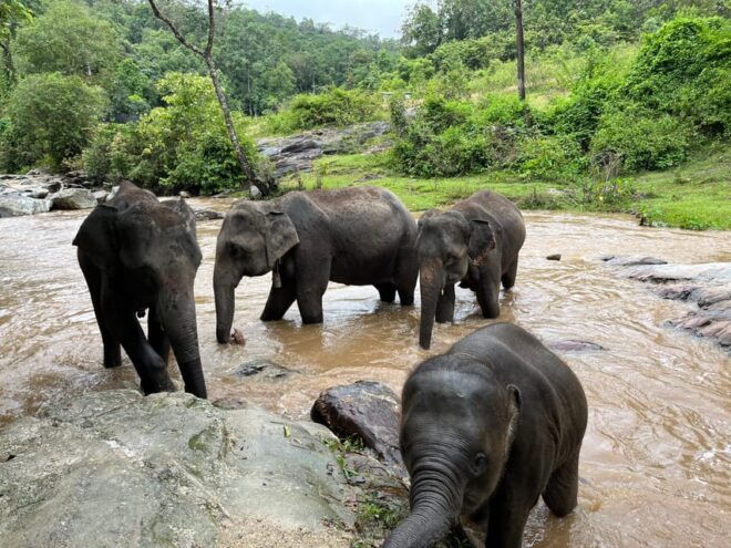 Chiang Mai: Doi Inthanon and Elephant Sanctuary Tour - Doi Inthanon National Park