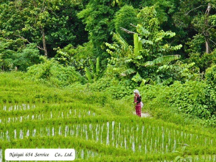 Chiang Mai: Doi Inthanon Day Tour With a Local by Songthaew. - Songthaew: Authentic and Convenient Transportation