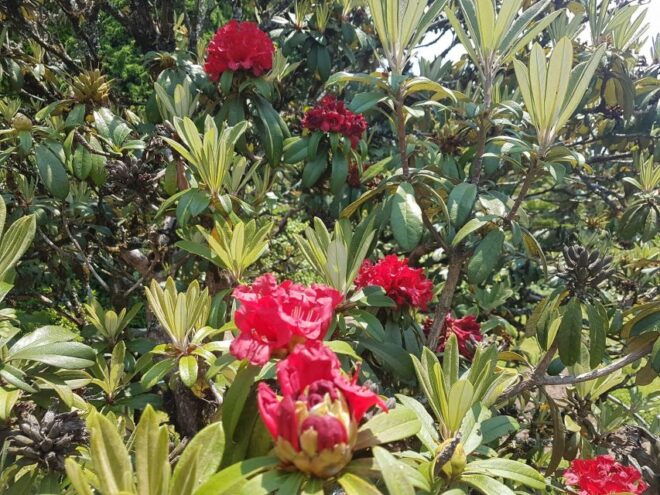 Chiang Mai: Doi Inthanon National Day Trip Kiw Mae Pan Trek - Customer Review