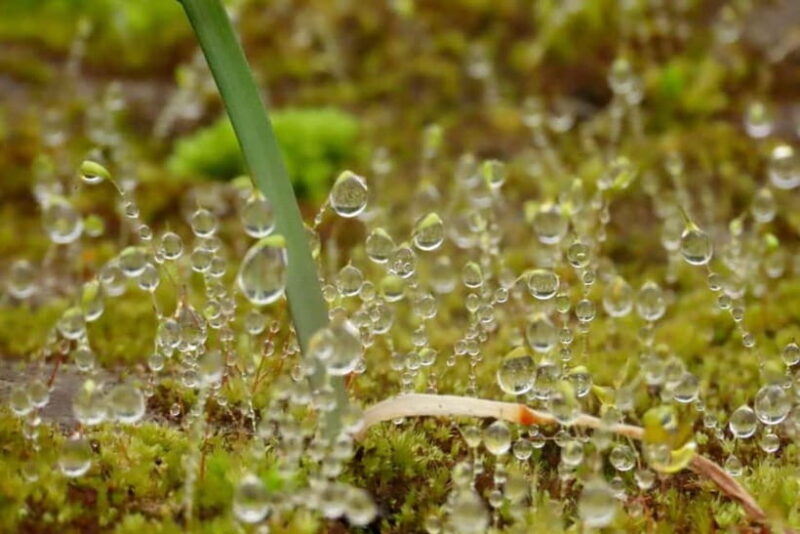 Chiang Mai: Doi Inthanon National Park and Kew Mae Pan Tour - Is This Tour Worth It?