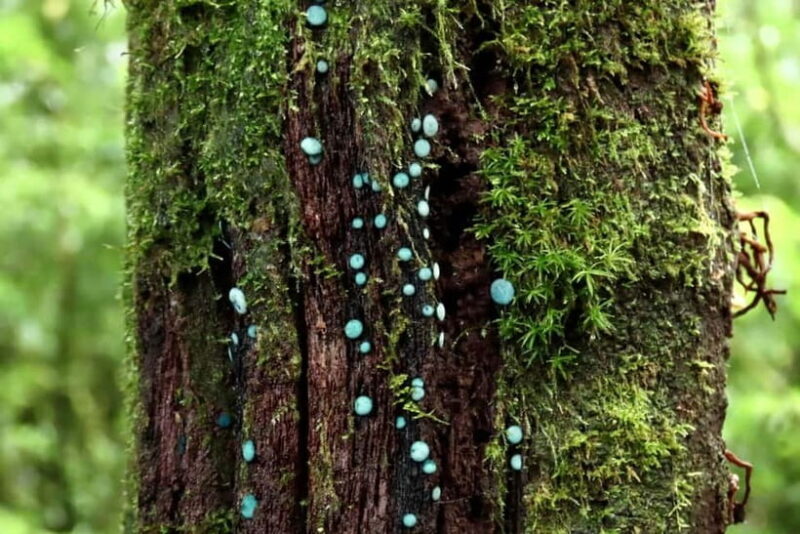 Chiang Mai: Doi Inthanon National Park and Kew Mae Pan Tour - FAQs