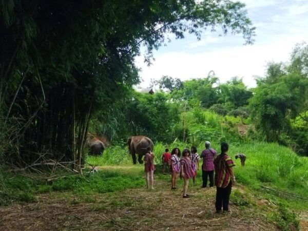 Chiang Mai: Doi Inthanon National Park & Elephant Sanctuary - Traveler Reviews and Ratings