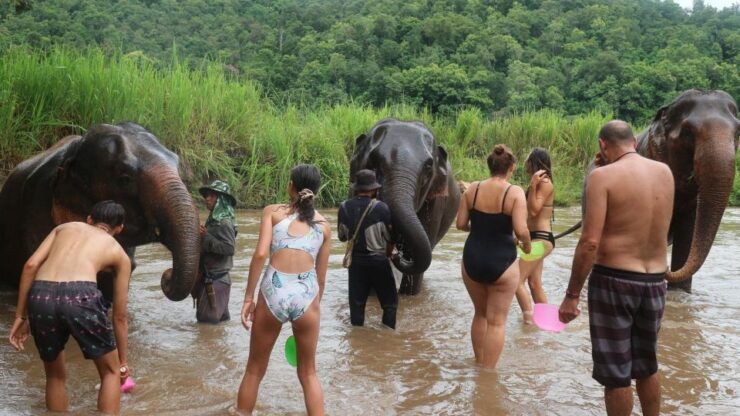 Chiang Mai: Doi Inthanon National Park & Elephants Sanctuary - Experience Highlights