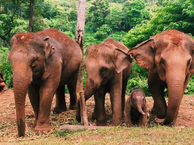 Chiang Mai: Doi Inthanon National Park & Elephants Sanctuary - Support for Local Communities and Eco-tourism
