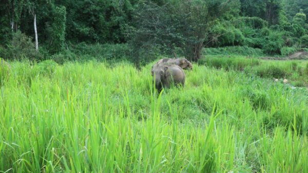 Chiang Mai: Doi Inthanon National Park & Elephants Sanctuary - The Sum Up