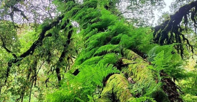 Chiang Mai: Doi Inthanon National Park & Waterfall Day Tour - Tour Overview