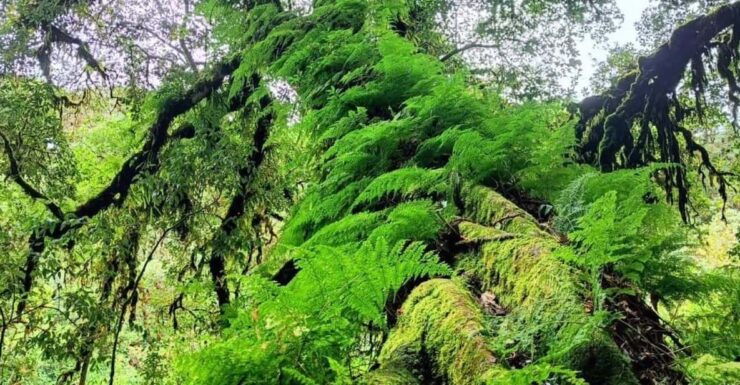 Chiang Mai: Doi Inthanon National Park, Waterfall Day Tour - Key Points