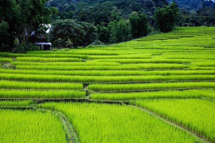 Chiang Mai: Doi Inthanon National Park, Waterfall & Lunch - Preparing for the Tour: What to Bring and Wear