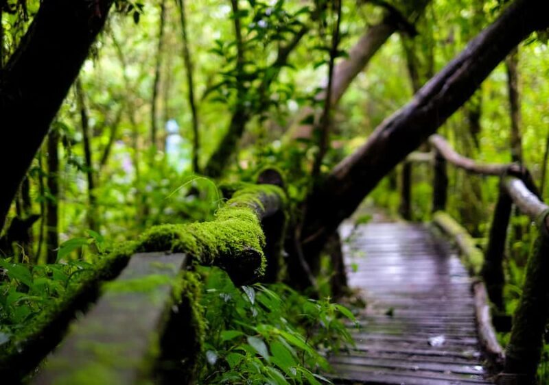 Chiang Mai: Doi Inthanon National Park with Ticket & Lunch - Why Choose a Trip to Doi Inthanon?