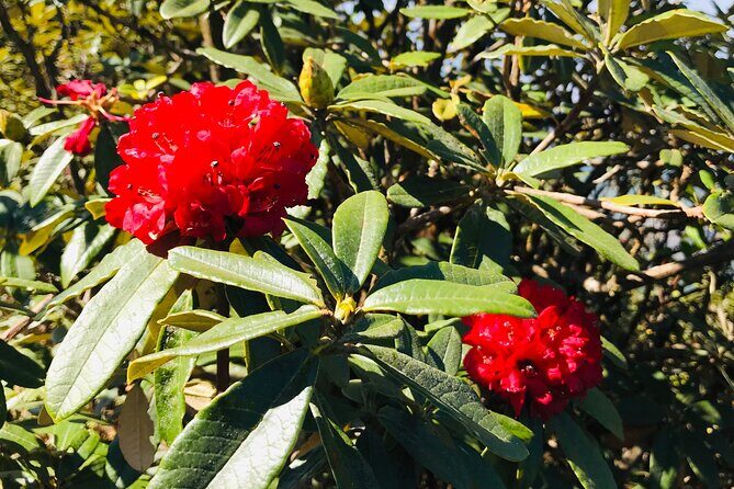 Chiang Mai Doi Inthanon Nature, Culture & Highest Point - The Sum Up