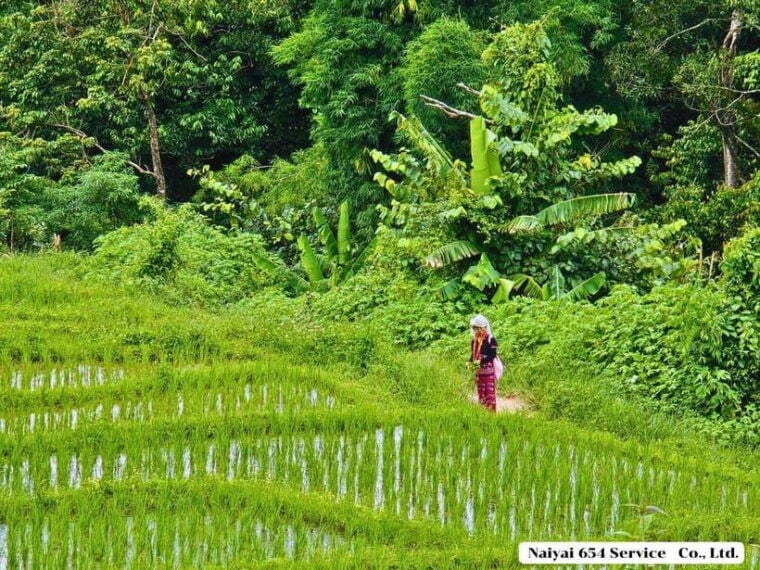 Chiang Mai: Doi Inthanon One-Day Tour With a Private Driver - Inclusions and Exclusions